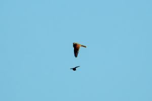 Purple Martin